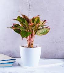 Red Aglaonema